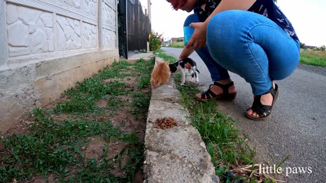 Happy big family with a lot of kittens