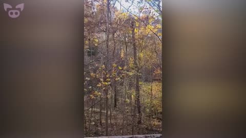 The Craziest Bigfoot Sightings Caught on Camera
