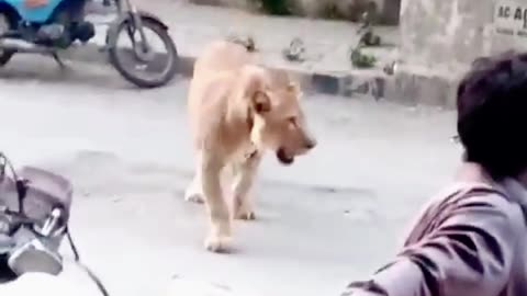 Lion comes on a main road of Karachi