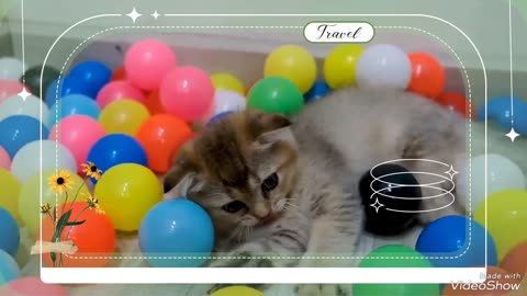 Lovely cat