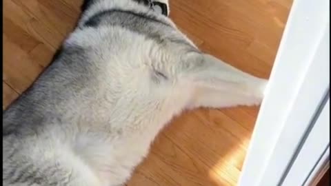 Husky disturbing without any reason