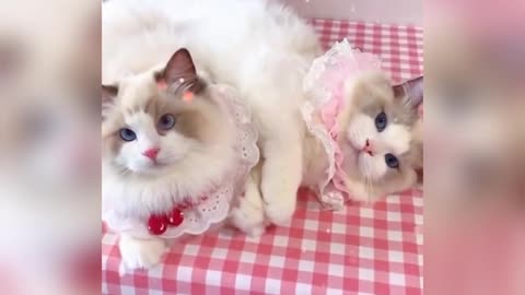 Cute cat videos funny Cat Meow #cat #shorts