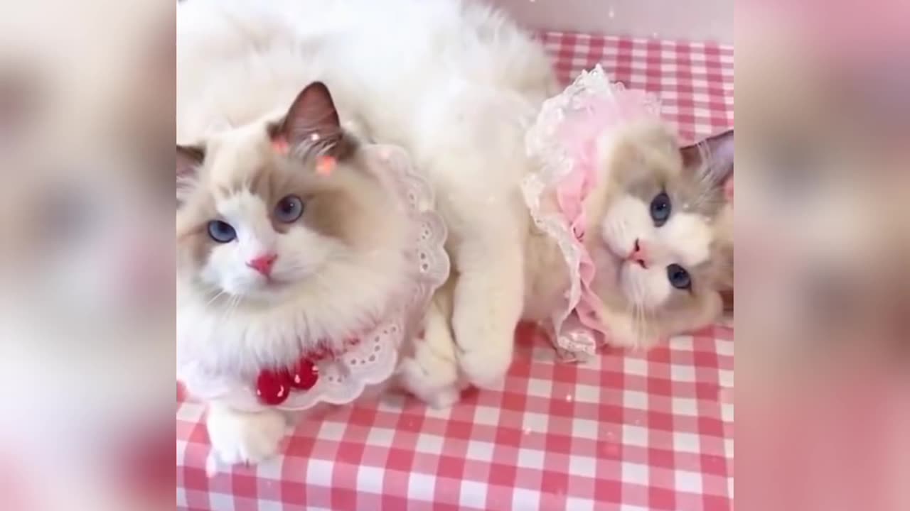 Cute cat videos funny Cat Meow #cat #shorts