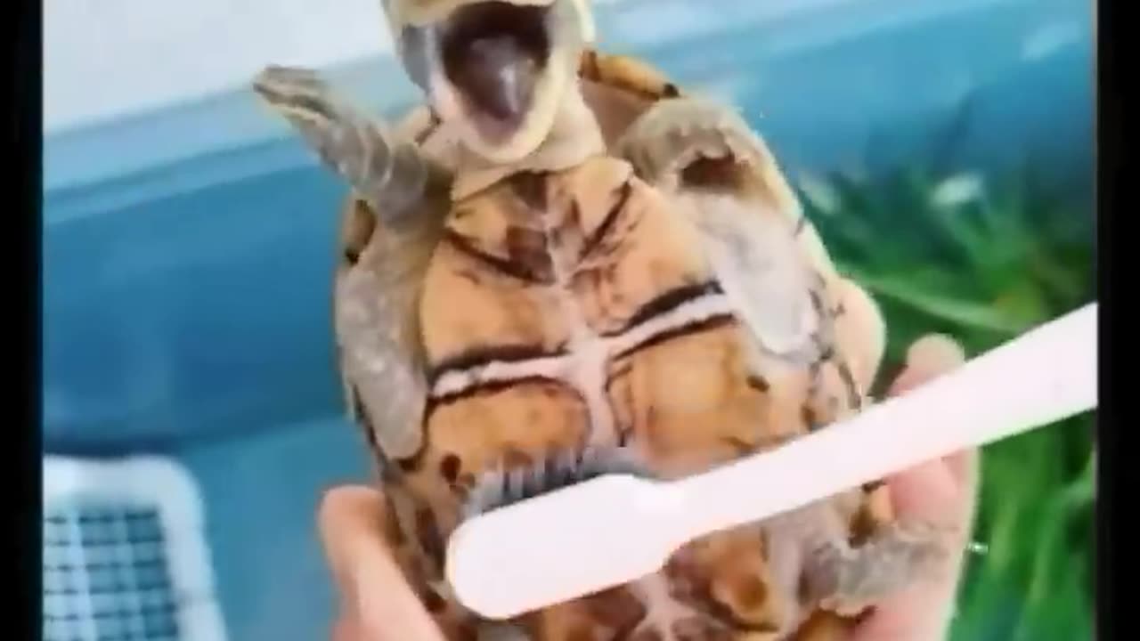 Cute and funny animal videos compilation 😂😂