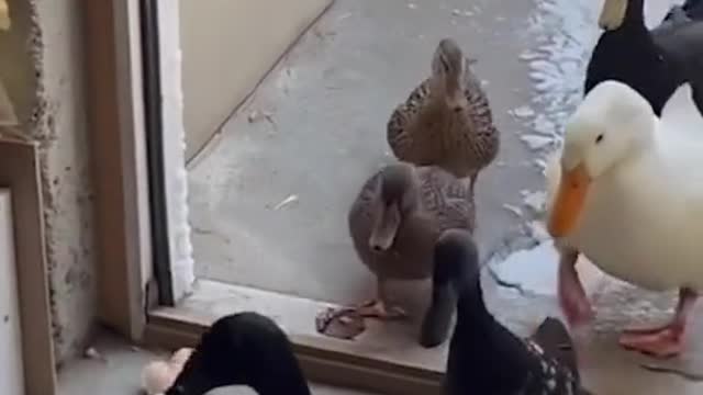 Ducks at a sanctuary gave the a hard pass.