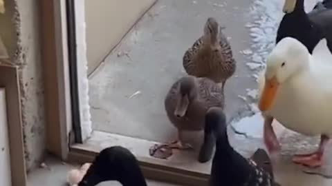 Ducks at a sanctuary gave the a hard pass.