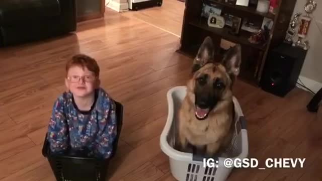 Little boy crashes dog's training session