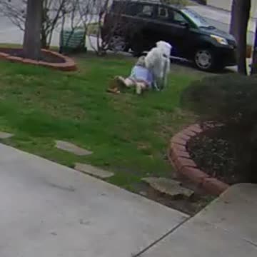 Lawn skiing with your dog