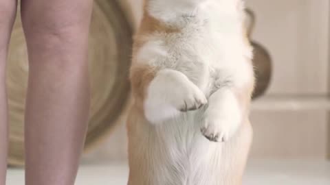 Funny Dog Exercise