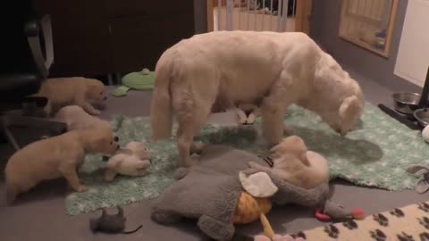 How an experienced dog mother instills calmness in her 8-week-old puppies