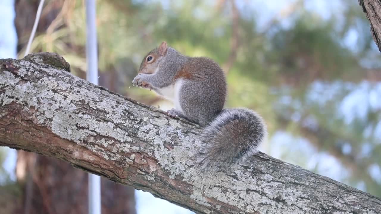 Video of a Squirrel Eating Nut