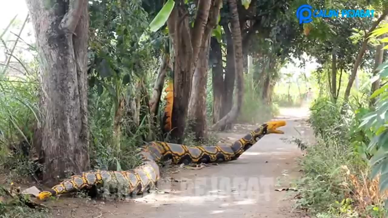 Video Lucu || Prank Ular Piton Bikin Kocar-kacir || Asli Bikin Ngakak 🤣🤣