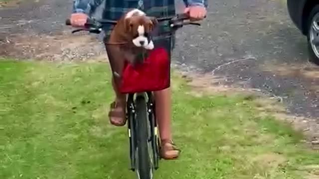 Precocious Puppy Escapes from Bike Basket