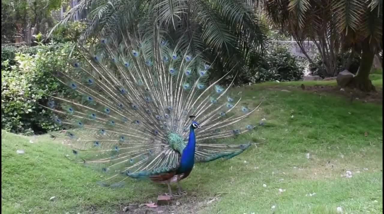 Beautiful Peacock Dancing मोर नृत्य Copyright Free Video Full HD