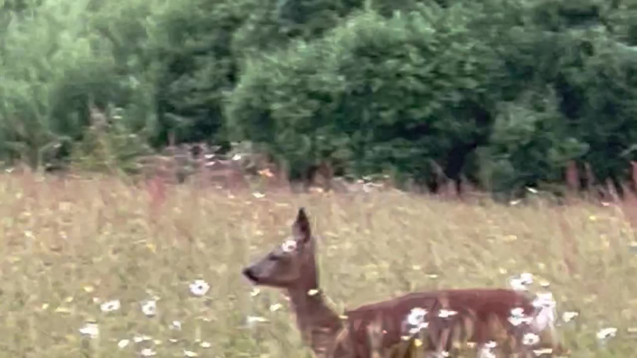 Amazing deer footage
