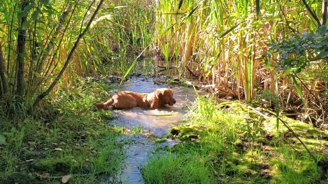 Golden Retriever puppy finds joy in a puddle