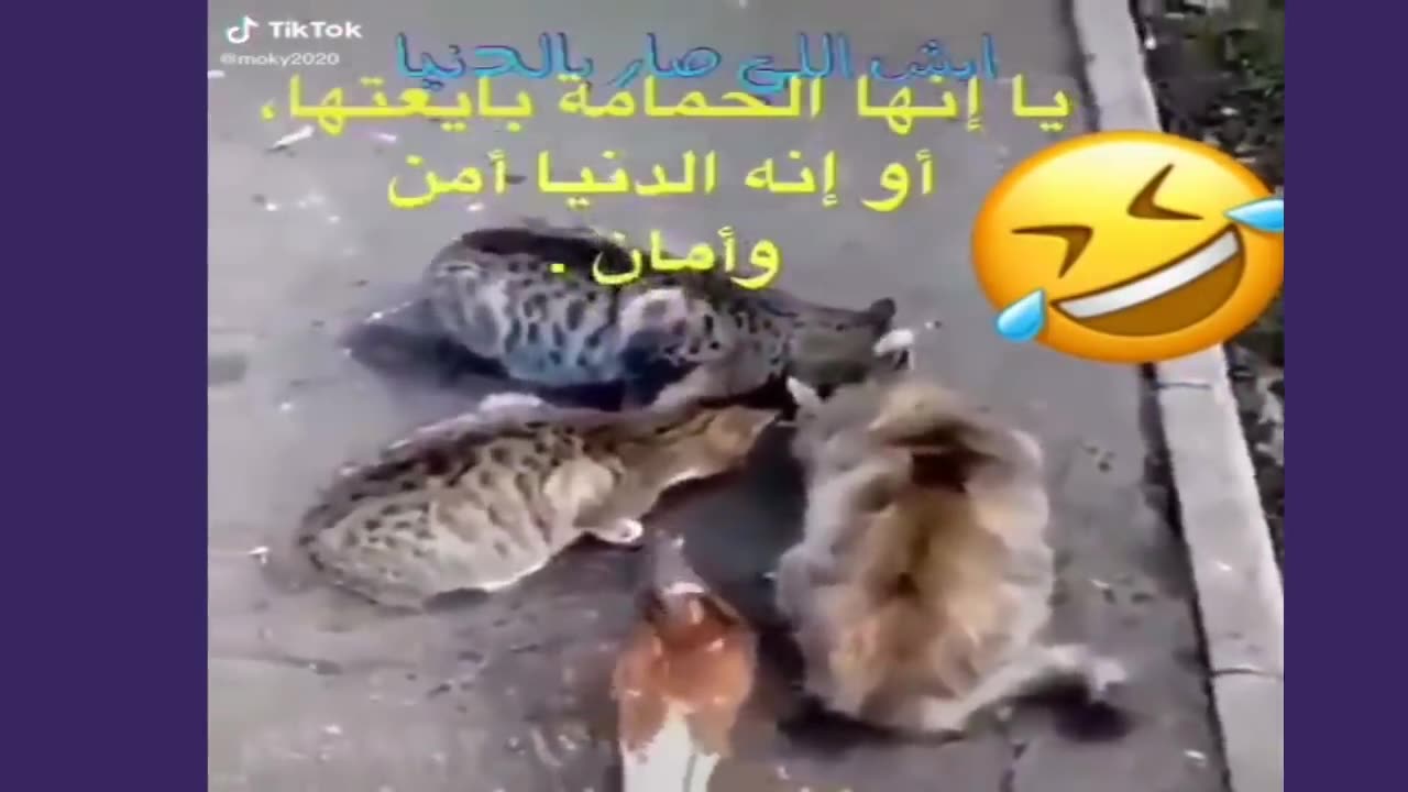 deathoflaughterFunnyclipstodeathfunnyanimals