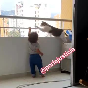Gato cuida y evita a niño caer por balcón
