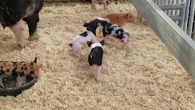 Funny piglets .