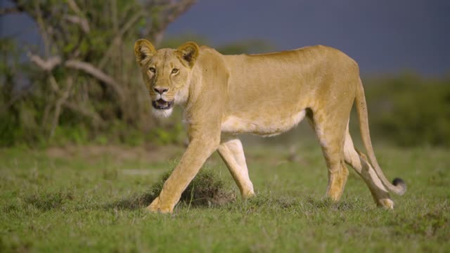 Lioness Walking Towards Camera 2021