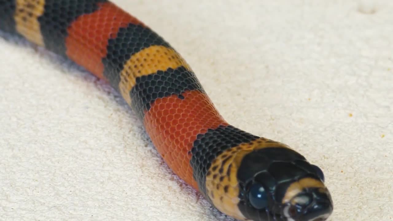 WHAT IF THE MILK SNAKE SEES LEECH? LEECH VS MILK SNAKE [Live feeding!]-6