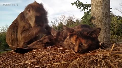 monkey vs cat