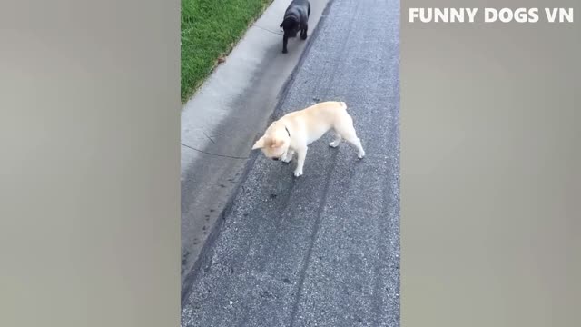 Funniest Animal videos