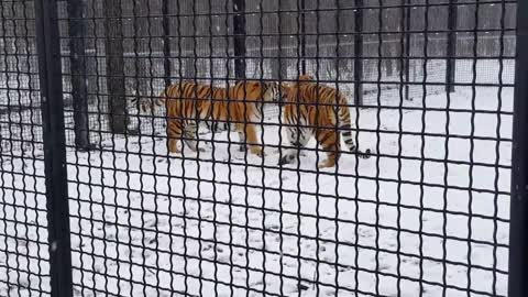 Insane Tiger fight captured