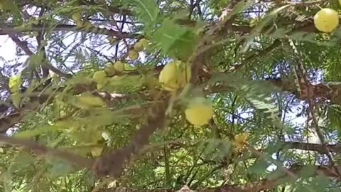 Gooseberry plant. Amla plant with fruits. Beautiful amla plant.