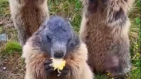 Cured by these three groundhogs