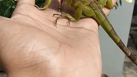 Red baby iguana