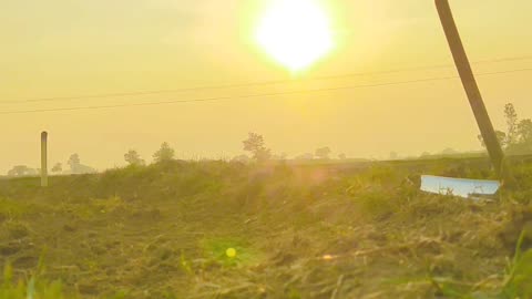 In the field with the sun