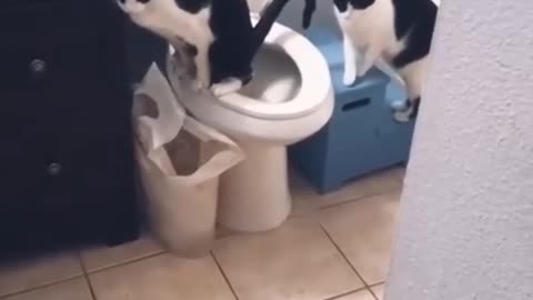 Cute funny cats