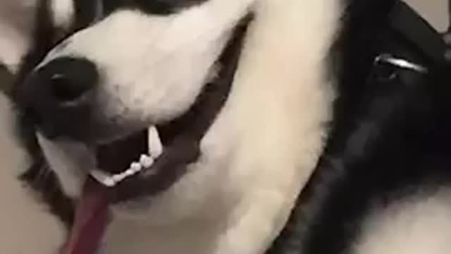 🤣Best cats and dogs funny videos (try not to laugh)🤣😅😂