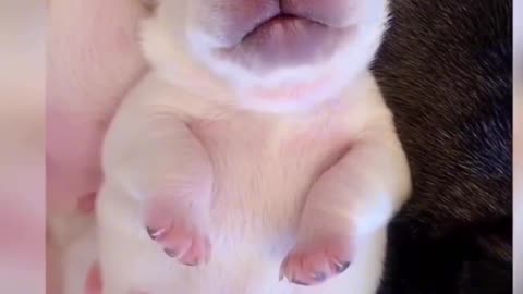 Funny Pets Moments #11