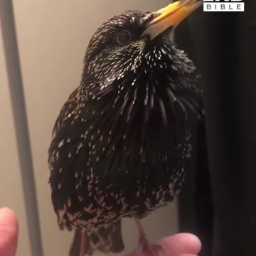 Starling perfectly mimics human speech