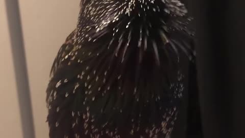 Starling perfectly mimics human speech