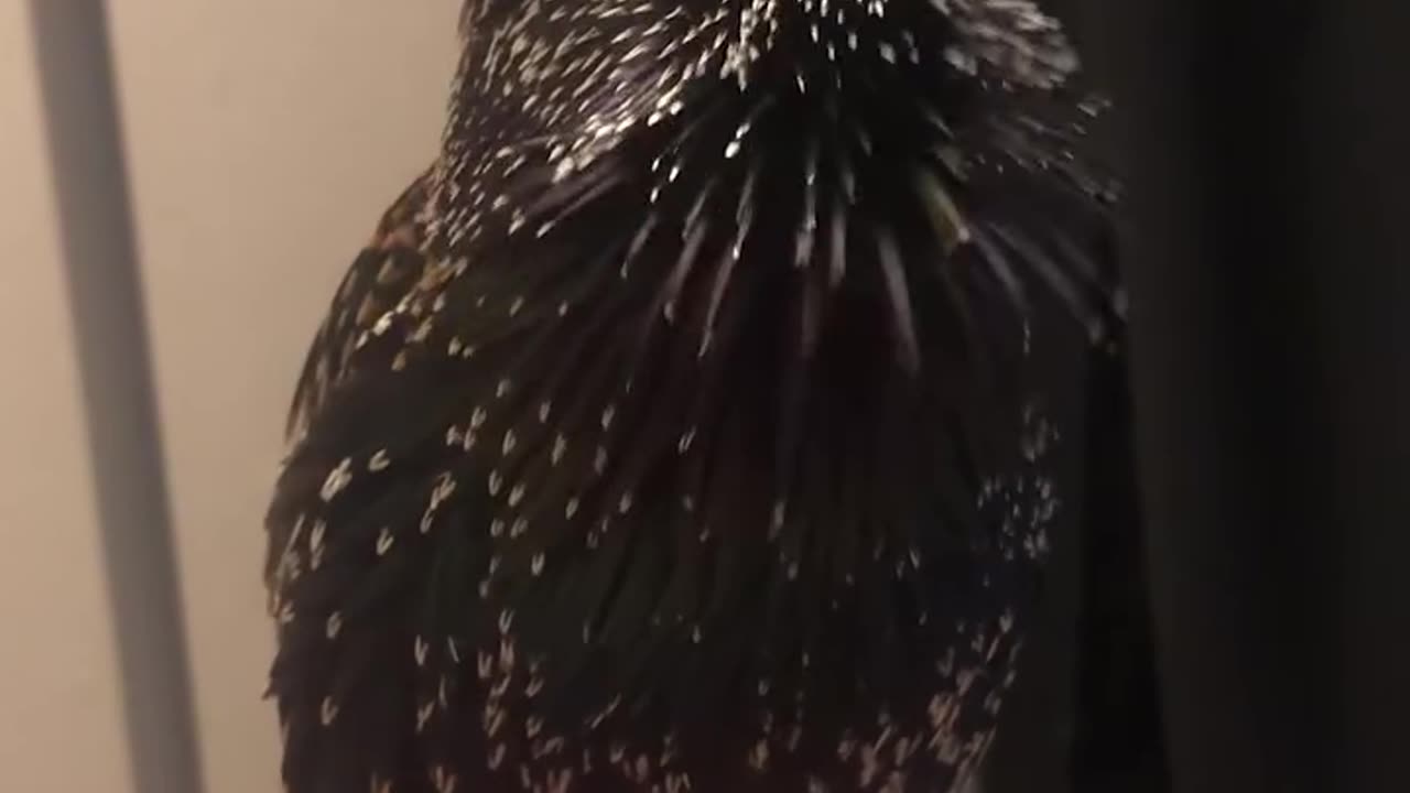 Starling perfectly mimics human speech