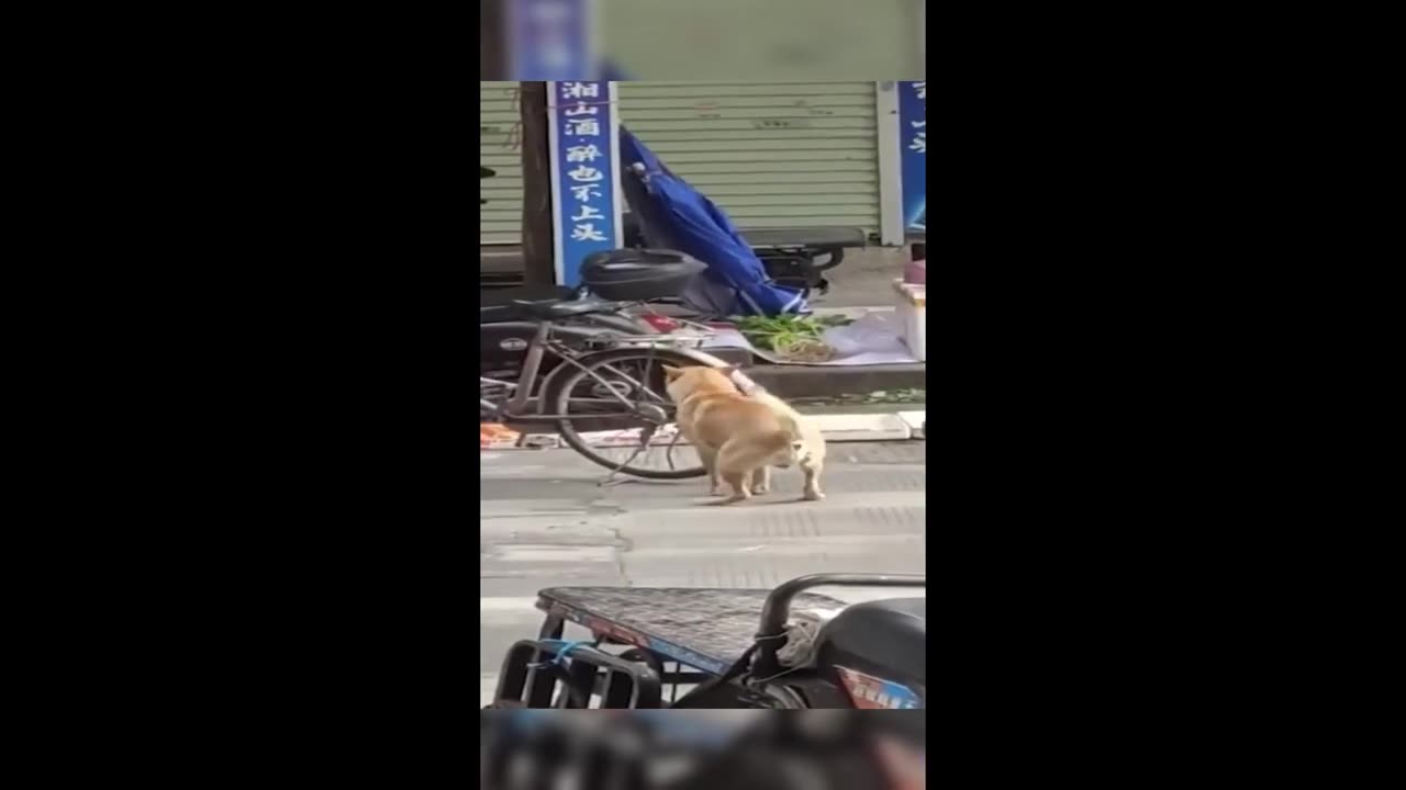 Funny cat and dog video