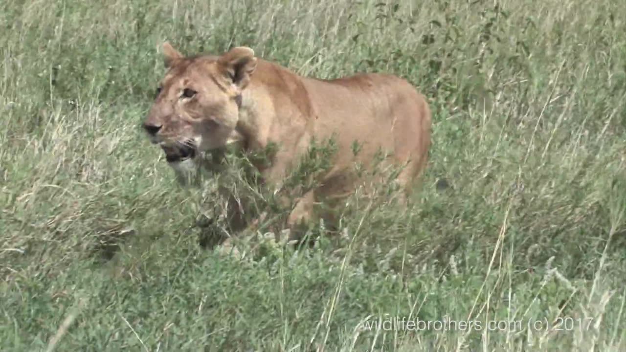 2 lion cubs calling for mother