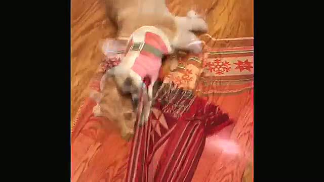 Costumed Corgi Gets Dragged by Objects