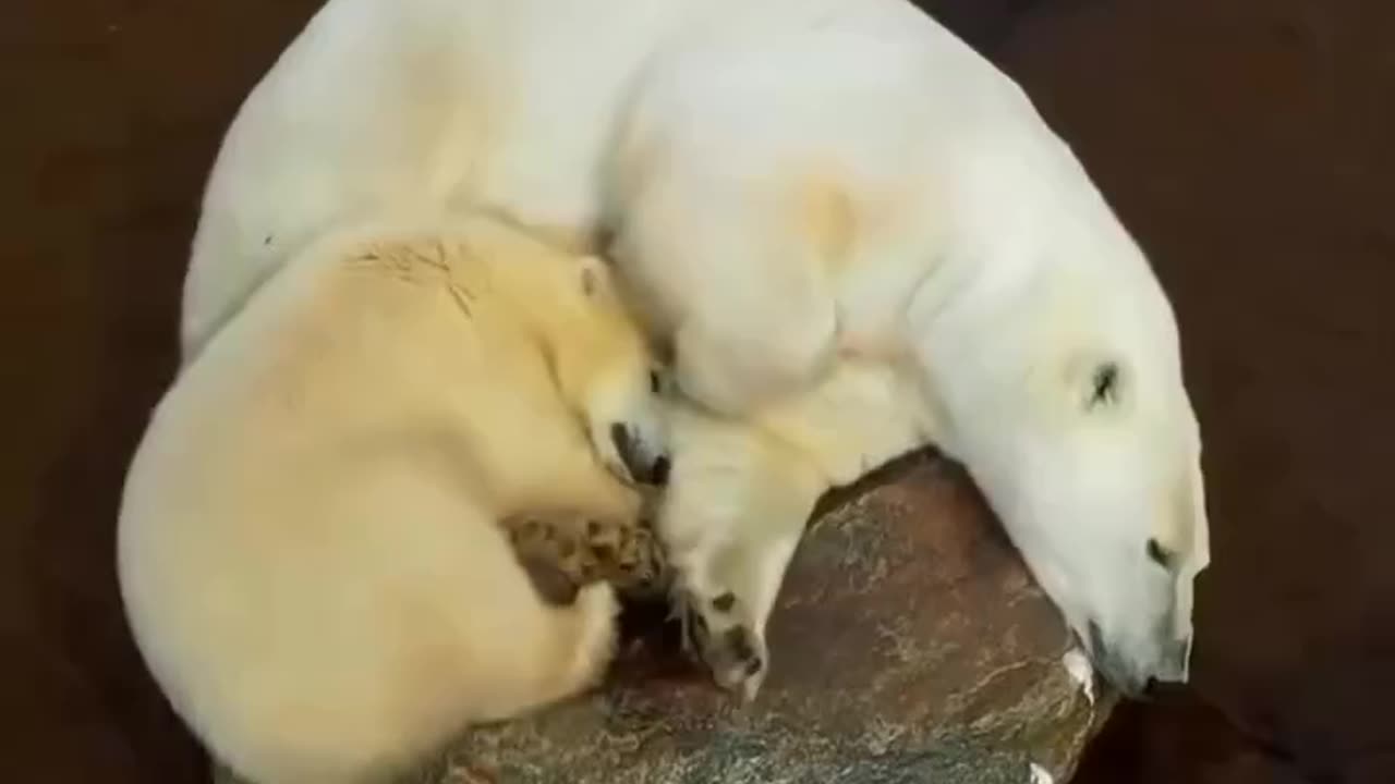 Polar bears sleepyheads