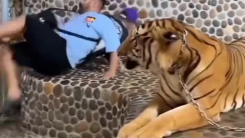 Hilarious Animal Moments: Funniest Animal Clips That Will Make You Laugh!