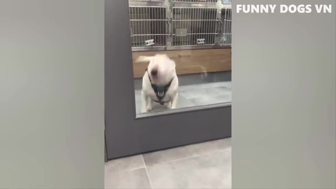 Funny dogs compilation dog videos funny videos 2021