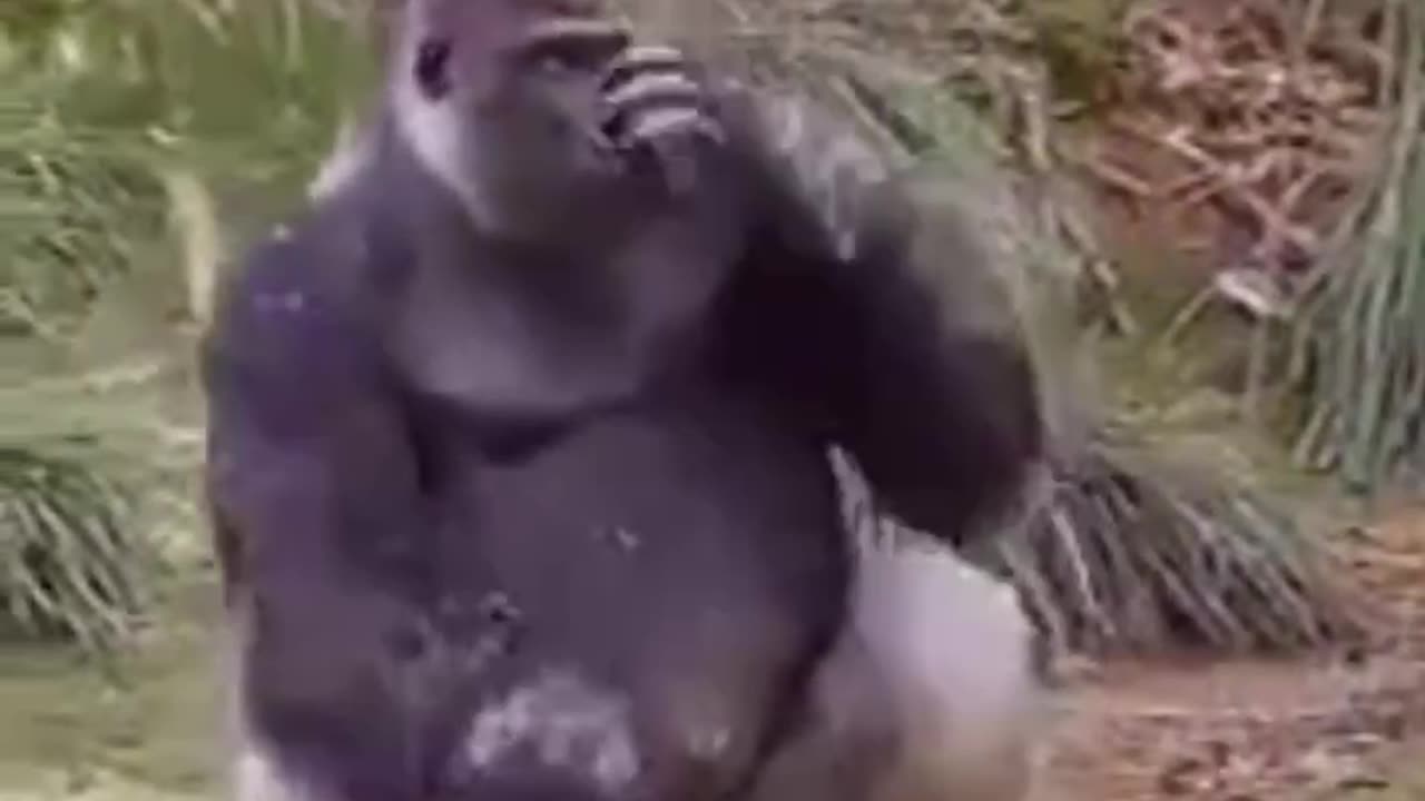 Gorilla loves to dance