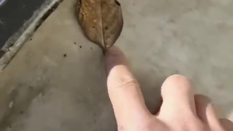 A strange insect that transforms into a leaf