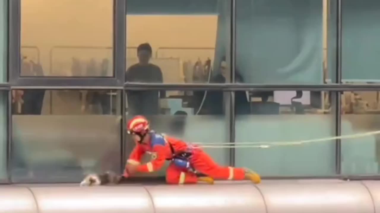 Amazing Cat Rescue from High Rise Building 🧡