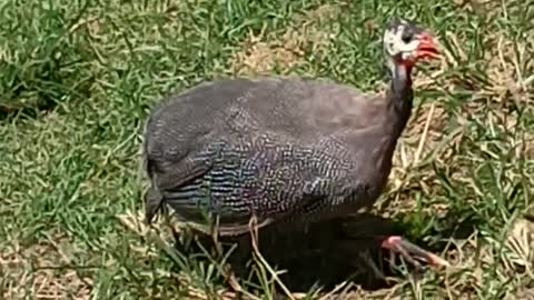 guinea fowl in the yard