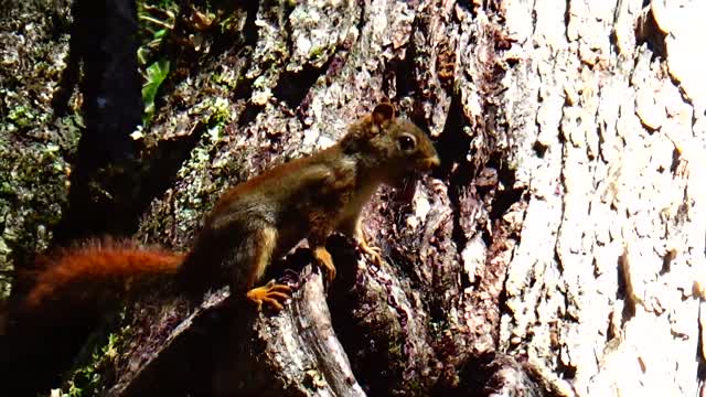 Red Squirrel