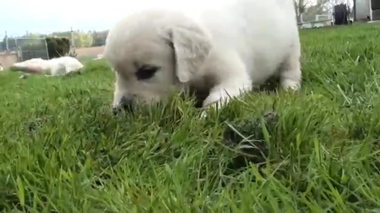 Funny Puppy's video